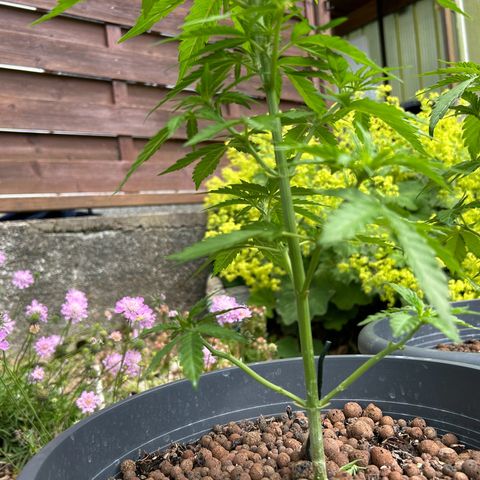 Ginger punch  growlog timeline photo