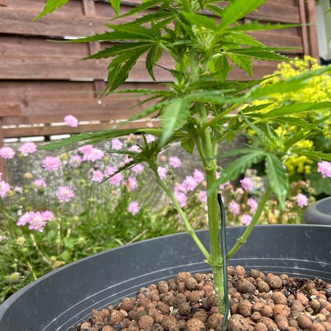 Ginger punch  growlog timeline photo