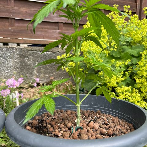 Ginger punch  growlog timeline photo
