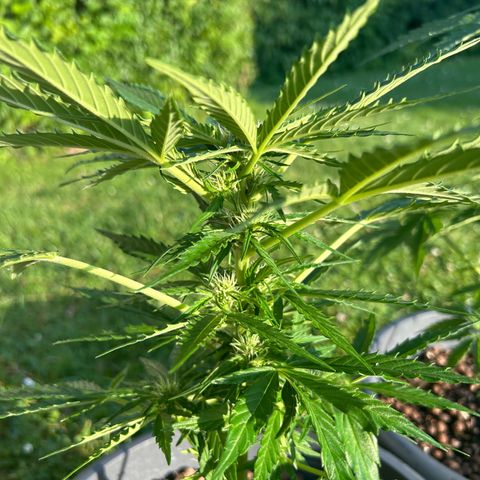 Ginger punch  growlog timeline photo