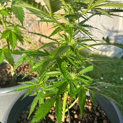 Ginger punch  growlog timeline photo
