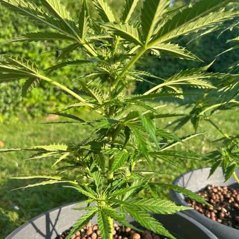 Ginger punch  growlog timeline photo