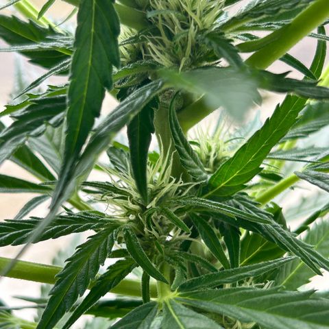 Ginger punch  growlog timeline photo