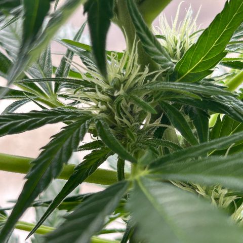 Ginger punch  growlog timeline photo