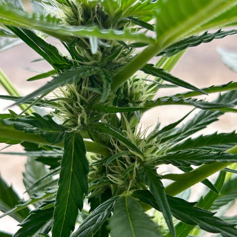 Ginger punch  growlog timeline photo