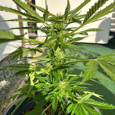 Ginger punch  growlog timeline photo