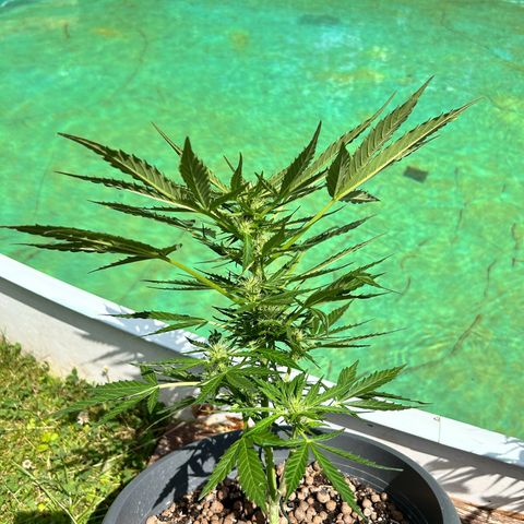 Ginger punch  growlog timeline photo