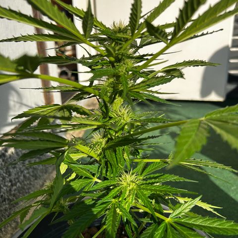 Ginger punch  growlog timeline photo