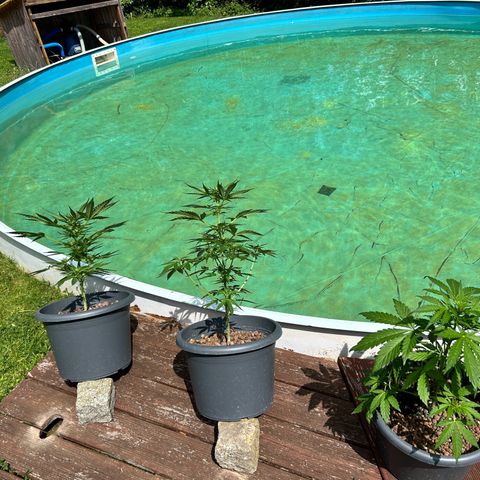 Ginger punch  growlog timeline photo