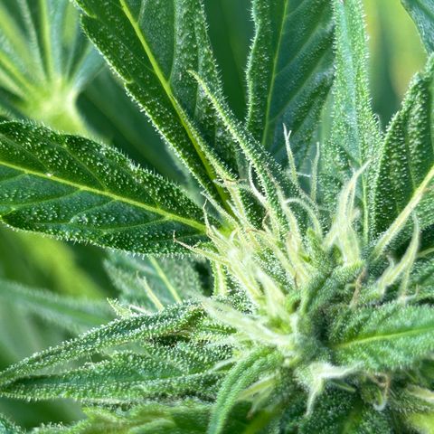Ginger punch  growlog timeline photo