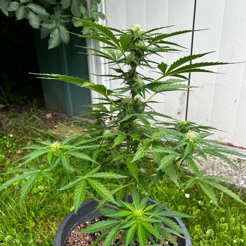 Ginger punch  growlog timeline photo