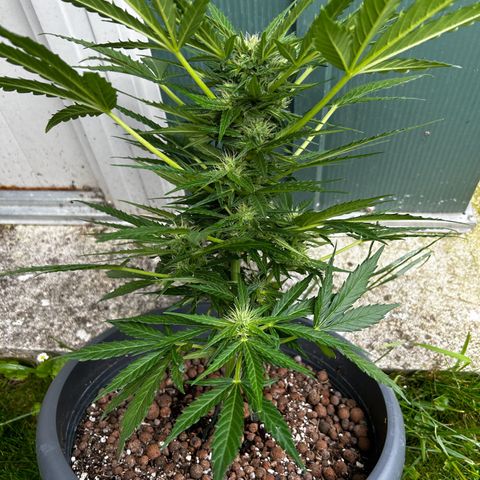 Ginger punch  growlog timeline photo