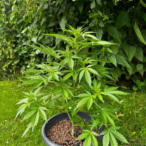 Ginger punch  growlog timeline photo
