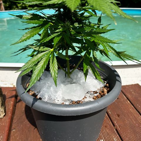 Ginger punch  growlog photo: Eis Flushen