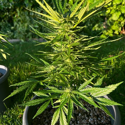 Ginger punch  growlog photo: 2te Friesur 