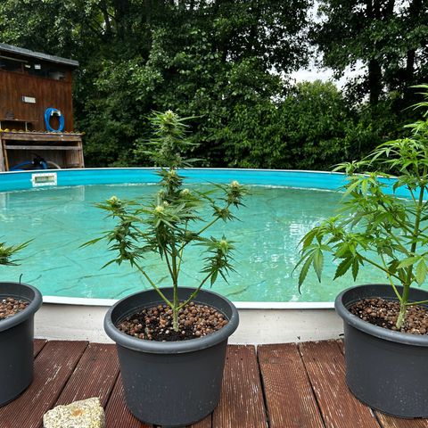 Ginger punch  growlog photo: Alles die selbe Sorte und 3 verschiedene Physiologien 