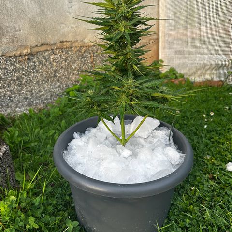 Ginger punch  growlog timeline photo