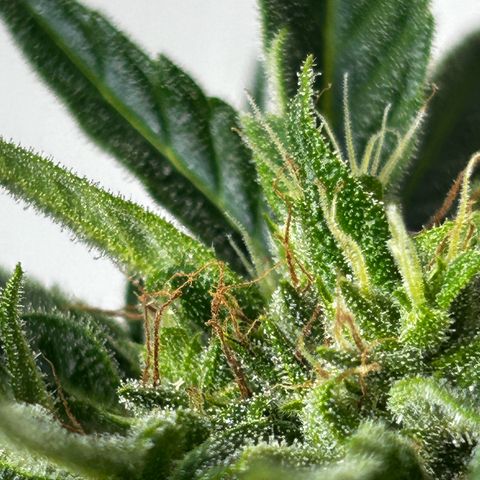 Ginger punch  growlog timeline photo