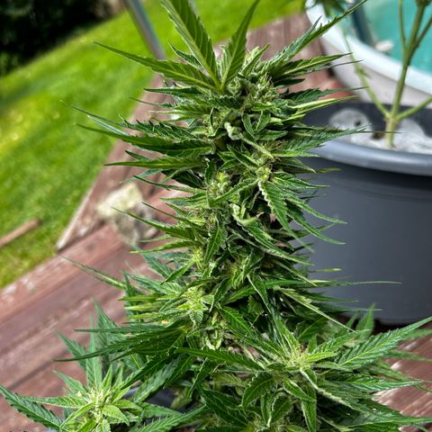Ginger punch  growlog timeline photo