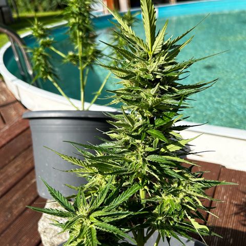 Ginger punch  growlog timeline photo