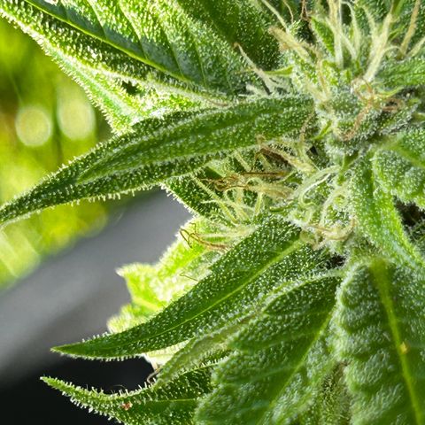 Ginger punch  growlog timeline photo
