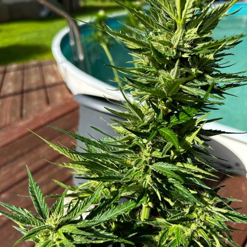 Ginger punch  growlog timeline photo