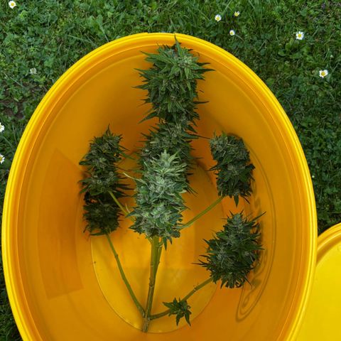 Ginger punch  growlog photo: Die Linke wurde schon 4 Wochen eher geerntet die geht jetzt in die 1 Fermentationswoche die Rechte wurde vor 2 Tagen geerntet 