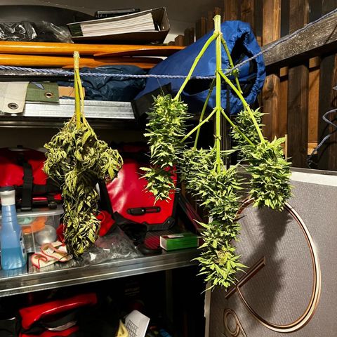 Ginger punch  growlog photo: Die Linke wurde schon 4 Wochen eher geerntet die geht jetzt in die 1 Fermentationswoche die Rechte wurde vor 2 Tagen geerntet 