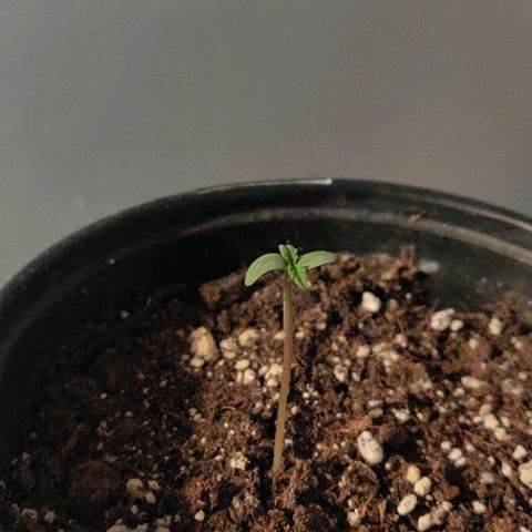 ShiningSilver growlog timeline photo