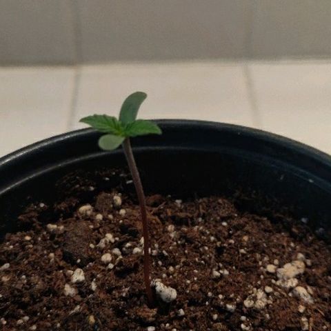 ShiningSilver growlog timeline photo