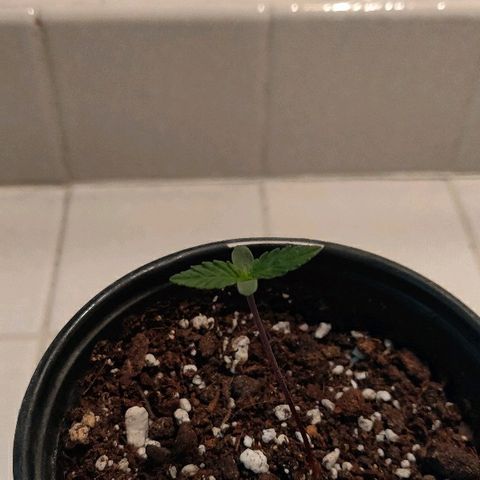 ShiningSilver growlog timeline photo