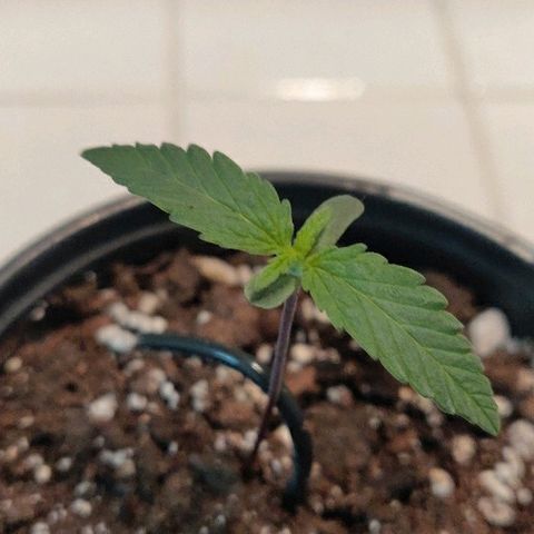 ShiningSilver growlog timeline photo