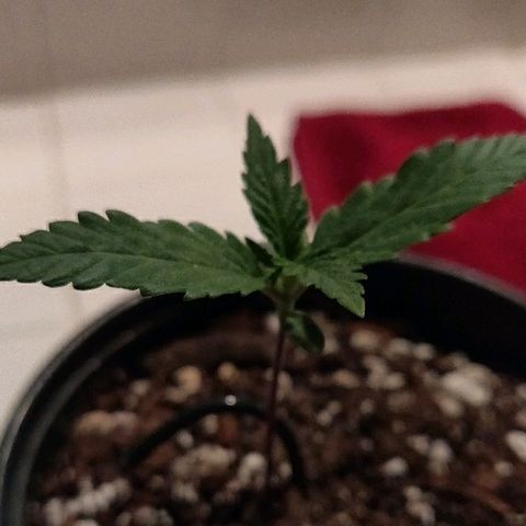 ShiningSilver growlog timeline photo