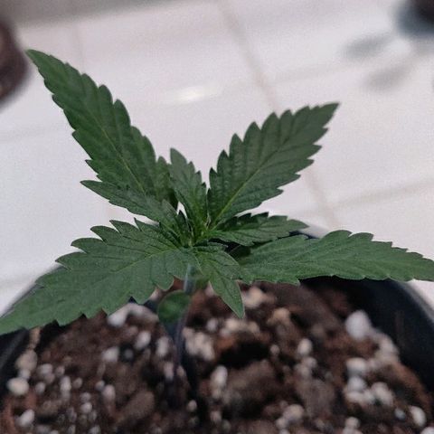 ShiningSilver growlog timeline photo