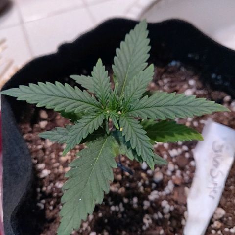 ShiningSilver growlog timeline photo