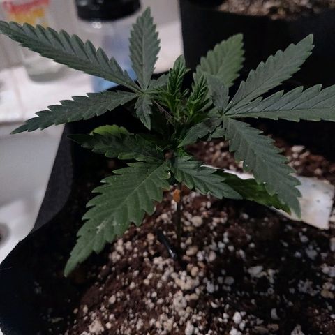 ShiningSilver growlog timeline photo