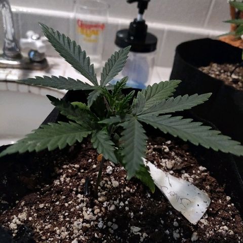 ShiningSilver growlog timeline photo