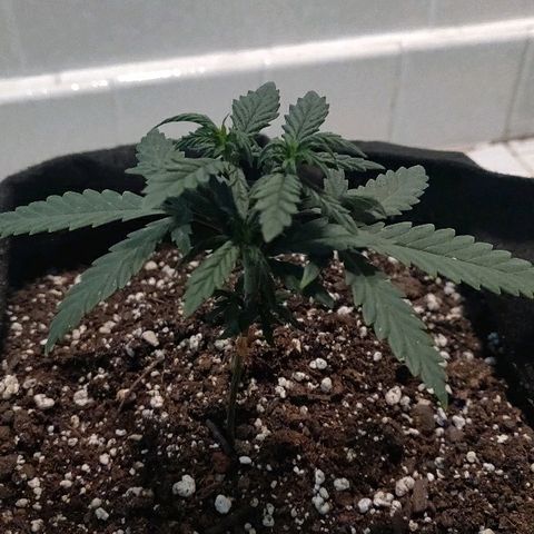 ShiningSilver growlog timeline photo