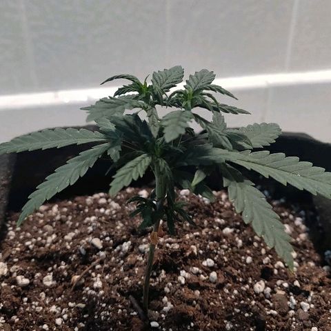 ShiningSilver growlog timeline photo