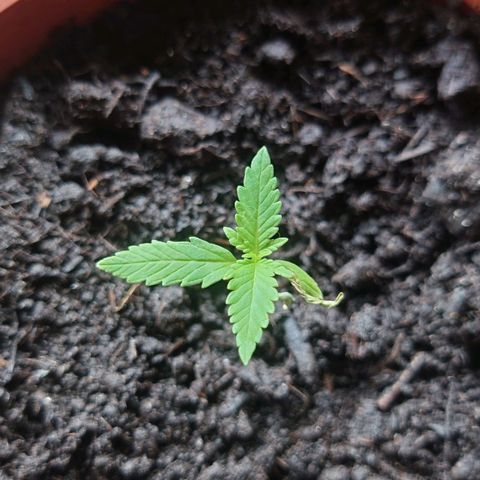 Cherry Pie growlog timeline photo