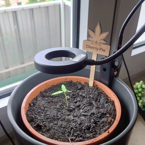 Cherry Pie growlog timeline photo