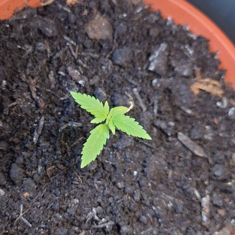 Cherry Pie growlog timeline photo