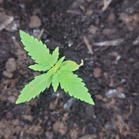 Cherry Pie growlog timeline photo