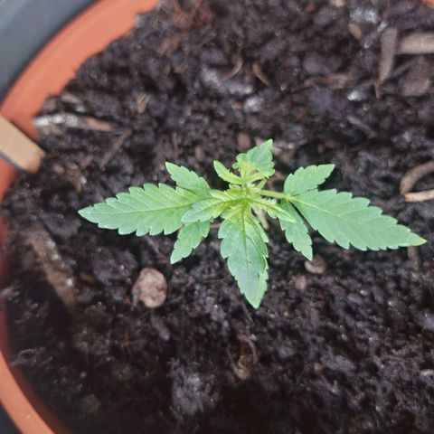 Cherry Pie growlog timeline photo