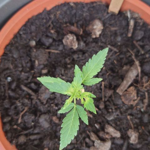 Cherry Pie growlog timeline photo