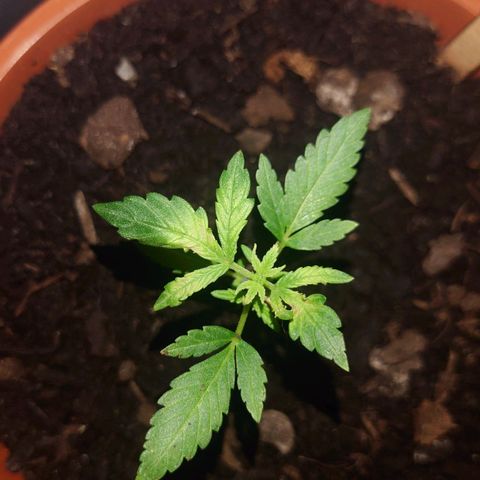 Cherry Pie growlog timeline photo
