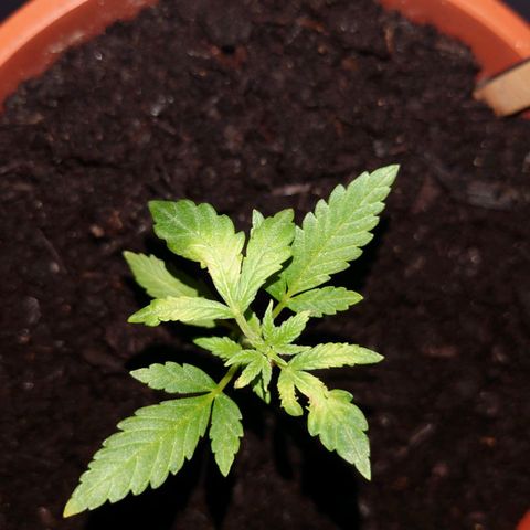 Cherry Pie growlog timeline photo