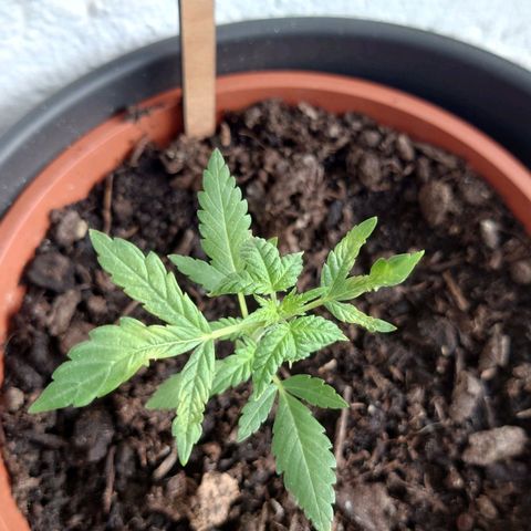 Cherry Pie growlog timeline photo