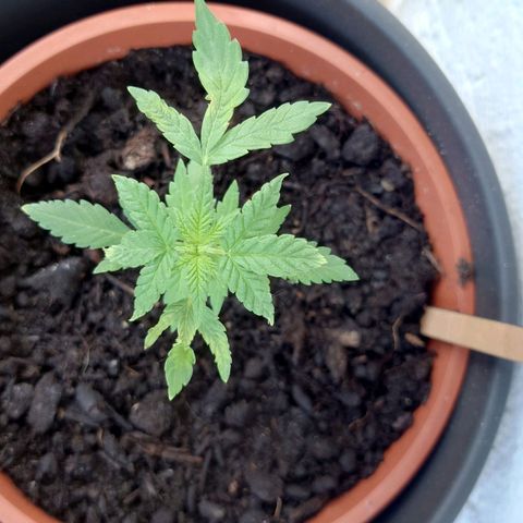 Cherry Pie growlog timeline photo