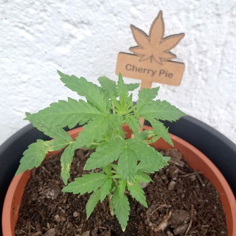 Cherry Pie growlog timeline photo